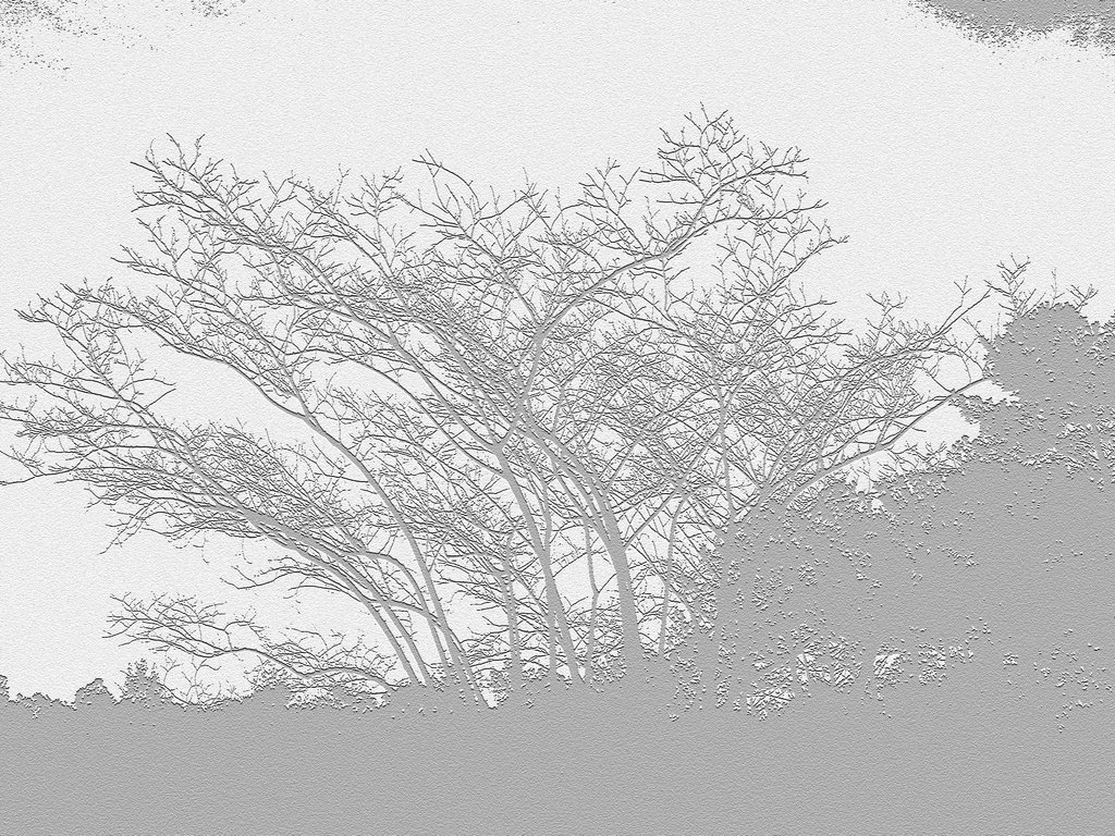 trees_n_art___white_and_gray_design_by_mycanda